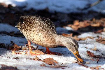 Duck