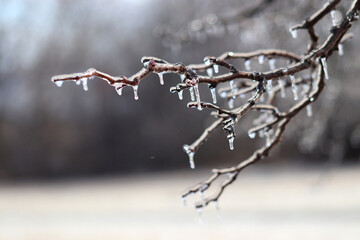 Ice Storm