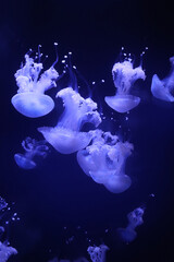 Jellyfish