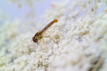 Sphaerophoria scripta, the long hoverfly, is a species of hoverfly belonging to the family Syrphidae