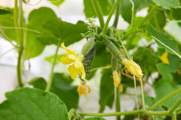 The ovaries of small cucumbers with flowers grow in a greenhouse. Organic farming.