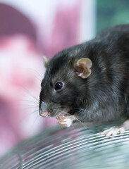 A cute decorative gray rat walks around the room.