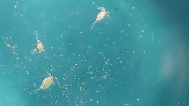 3 freshwater copepods under microscope - Crustaceans 