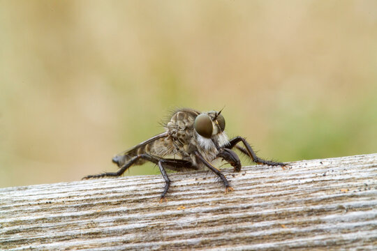 Dittero Asilidae (Machimus sp) Robber fly (Machimus sp) 