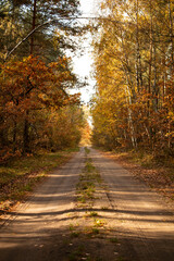 forest in autumn
