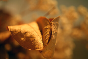 close up of dry leaf