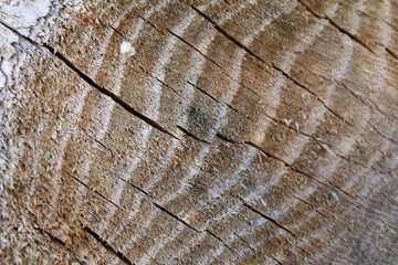 wood texture background