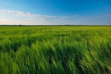 Bright green summer field with tall grass swaying in the wind 