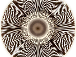 A circular pattern with radial lines, evoking natural textures and a serene, earthy aesthetic.