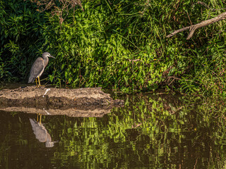 Grey Heron On Rock Beside River