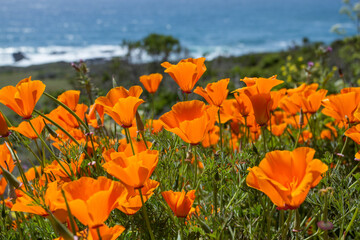 California Poppy Goodness