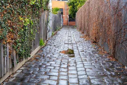 a narrow cobblestone laneway after recent rain in Melbourne, with ivy-covered walls and wooden fences on either side. An Australia's inner-city historic back street in the suburban neighborhood.