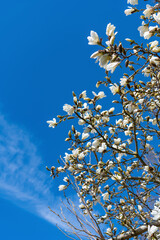 Beautiful pink spring magnolia flower on a tree. Magnolia tree in bloom in spring. Spring nature. Magnolia tree with blooming flower. Beautiful spring season. Magnolia tree blossom. Blossom petals