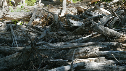 branches of a dry tree in the middle of the forest folded into one heap