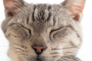 目を閉じた猫の表情　サバトラ猫