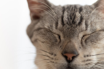 目を閉じた猫の表情　サバトラ猫