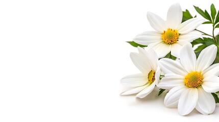 Obraz premium Beautiful White Flowers with Yellow Centers on Bright Background