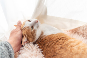 かわいい飼い猫を撫でる飼い主　茶トラ白