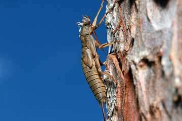 Stonefly exuvia (Pteronarcys californica, Giant Salmonfly), the shed exoskeleton from a Giant...