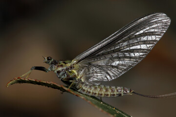 Mayfly adult dun (sub-imago), resting on a leaf shortly after emerging from a trout stream, macro...