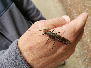 Stonefly adult (Pteronarcys californica, Giant Salmonfly), sitting on a fly anglers’ hand, moderate close-up. 