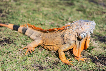Exotic iguana reptile. Exotic reptile animal. Wildlife fauna. Reptile animal in nature. Wildlife zoo jungle. Iguana lizard in tropical jungle. Madagascar iguana herbivorous lizard. Rainforest iguana