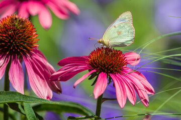 A garden of Pink Echinacea flowers being visited by a pretty Sulphur butterfly with pink edging on  its wings.