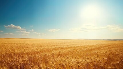 Naklejka premium Golden wheat field under a vibrant blue sky. Sunlight highlights the ripe harvest.