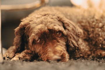 A cozy, warm-toned photo of a lovely dog resting on a soft mat. Its innocent eyes gaze at the screen with curiosity, creating a heartwarming and peaceful atmosphere.