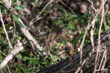 木の枝にかわいい冬の野鳥の姿　ジョウビタキがとまっている