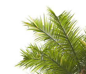 palm Tree Leaves isolated on transparent background. PNG palm tree with green leaves isolated on white background. Isolated palm tree branch on transparent background PNG. corner palm tree foliage PNG
