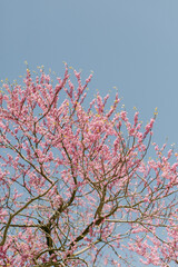 Blossoming pink tree against a clear blue sky during springtime in a serene park setting
