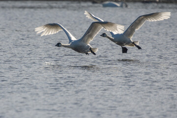 Tundra swans in flight