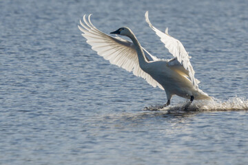 Tundra swan landing