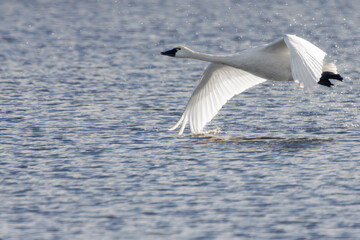 Tundra swan in flight