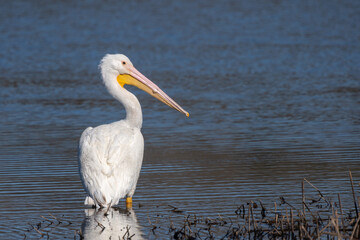 white pelican by a pond
