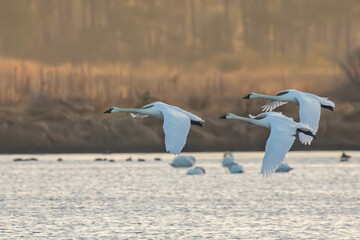 Tundra swans in flight