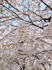 Obraz premium This is a close-up of cherry blossoms in full bloom.