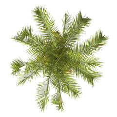 Naklejka premium Single palm Tree isolated on transparent background. Arecaceae palm tree with green leaves on white background. Syagrus botryophora. Isolated palm tree PNG on transparent background. palm tree leaves.