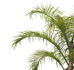 palm Tree Leaves isolated on transparent background. PNG palm tree with green leaves isolated on white background. corner palm tree foliage PNG. Isolated palm tree branch on transparent background PNG