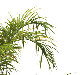 Naklejka premium palm Tree Leaves isolated on transparent background. PNG palm tree with green leaves isolated on white background. corner palm tree foliage PNG. Isolated palm tree branch on transparent background PNG