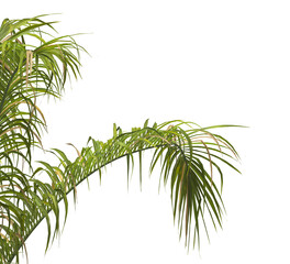 palm Tree Leaves isolated on transparent background. PNG palm tree with green leaves isolated on white background. corner palm tree foliage PNG. Isolated palm tree branch on transparent background PNG