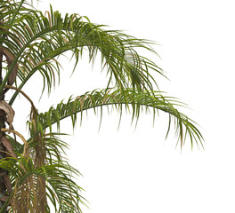 palm Tree Leaves isolated on transparent background. PNG palm tree with green leaves isolated on white background. corner palm tree foliage PNG. Isolated palm tree branch on transparent background PNG