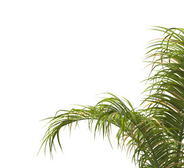 palm Tree Leaves isolated on transparent background. PNG palm tree with green leaves isolated on white background. corner palm tree foliage PNG. Isolated palm tree branch on transparent background PNG