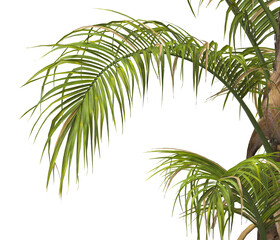 palm Tree Leaves isolated on transparent background. PNG palm tree with green leaves isolated on white background. corner palm tree foliage PNG. Isolated palm tree branch on transparent background PNG