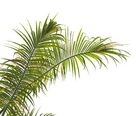 palm Tree Leaves isolated on transparent background. PNG palm tree with green leaves isolated on white background. corner palm tree foliage PNG. Isolated palm tree branch on transparent background PNG