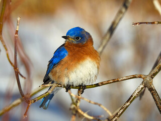 Fototapeta premium Male bluebird perched in the warm sunlight on a freezing cold winter day