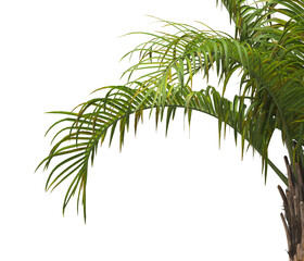 palm Tree Leaves isolated on transparent background. PNG palm tree with green leaves isolated on white background. Isolated palm tree branch on transparent background PNG. corner palm tree foliage PNG