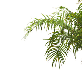 palm Tree Leaves isolated on transparent background. PNG palm tree with green leaves isolated on white background. Isolated palm tree branch on transparent background PNG. corner palm tree foliage PNG