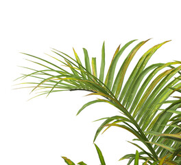 palm Tree Leaves isolated on transparent background. PNG palm tree with green leaves isolated on white background. Isolated palm tree branch on transparent background PNG. corner palm tree foliage PNG